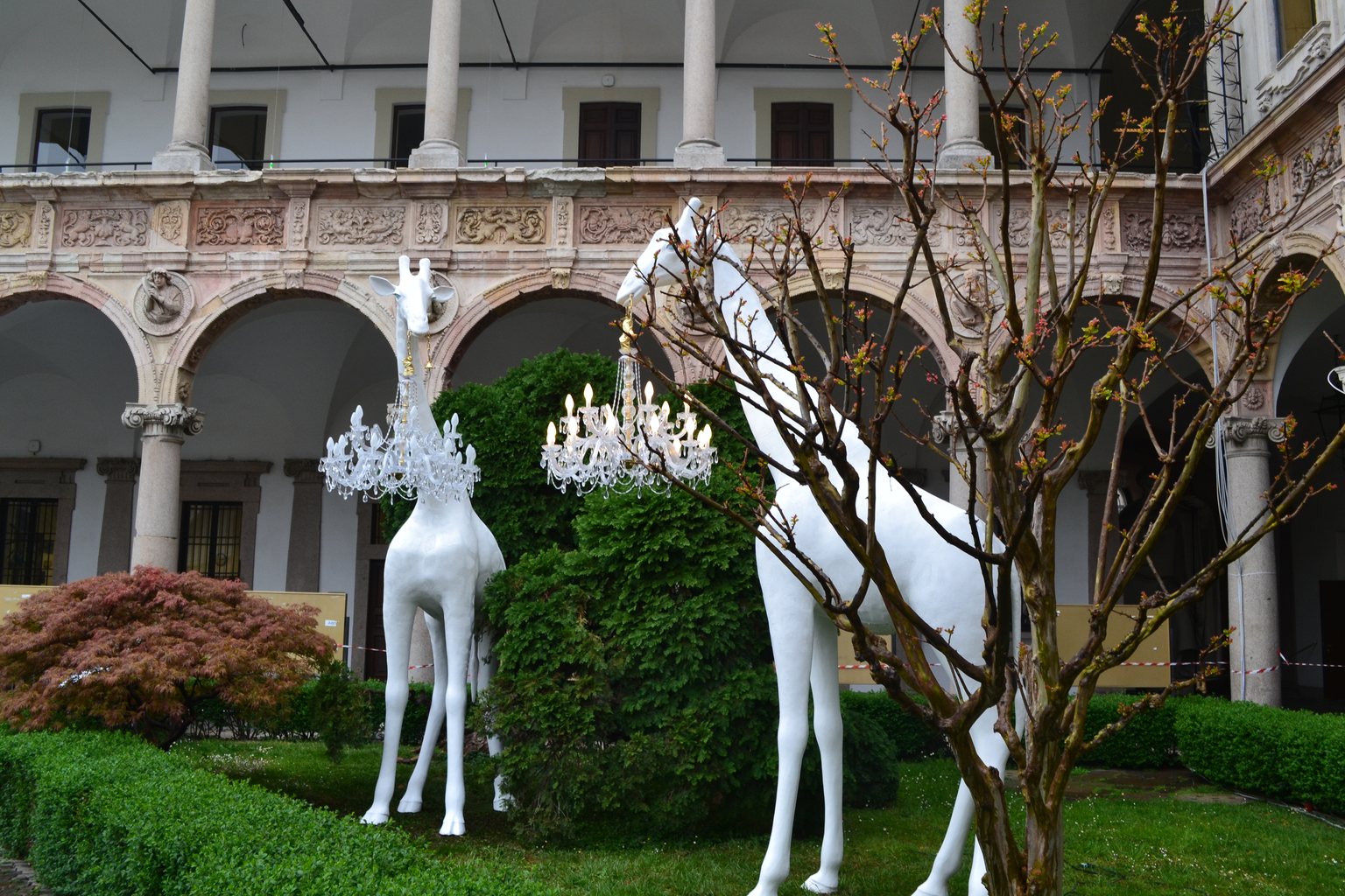 Due opere di giraffe bianche a grandezza naturale, ciascuna con un lampadario di cristallo sospeso al collo, installate sul prato del chiostro dell'Università Statale di Milano, con loggiato ad archi e colonne.