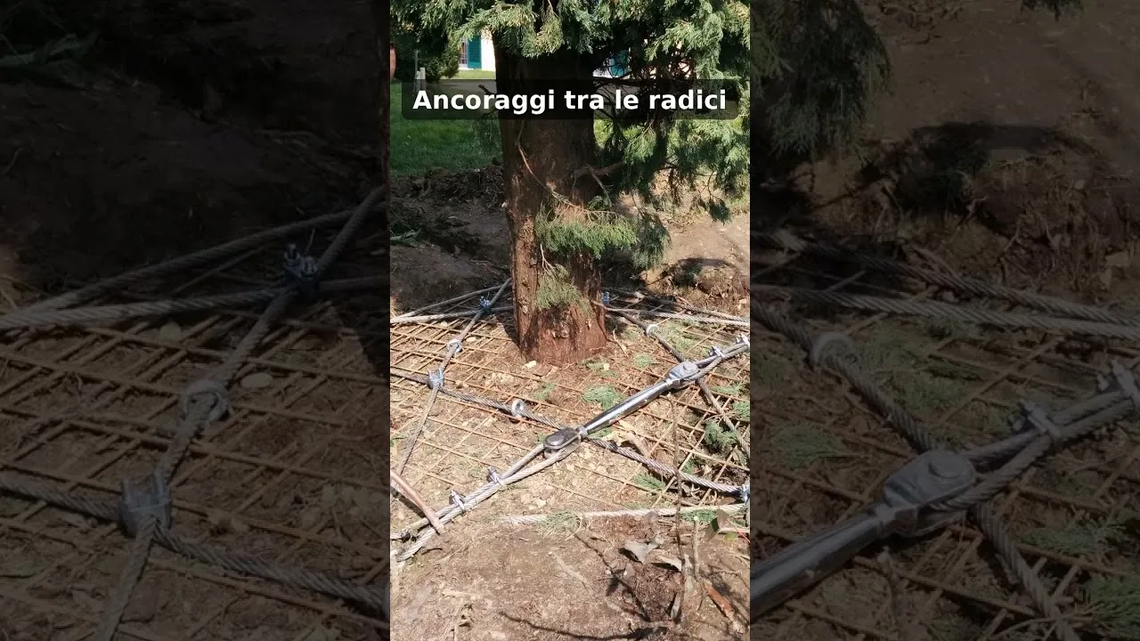 Ai piedi di un grande albero, ancoraggi a vite T-Block collegati da cavi d'acciaio tesi tra le radici.
