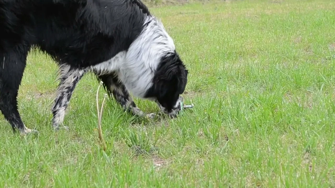 Un cane annusa la testa del porta ombrellone T-Block appena avvitato nel prato.